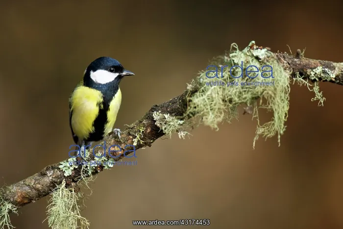 : Great Tit (Parus major) on lichen-covered branch : Great Tit (Parus major) on lichen-covered branch