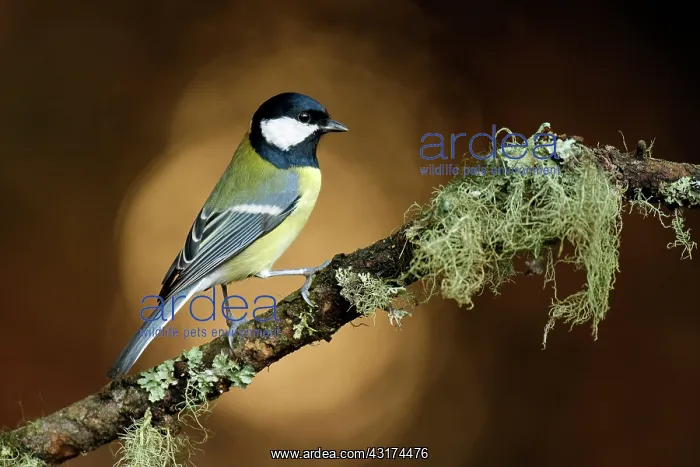 : Great Tit (Parus major) on lichen-covered branch : Great Tit (Parus major) on lichen-covered branch