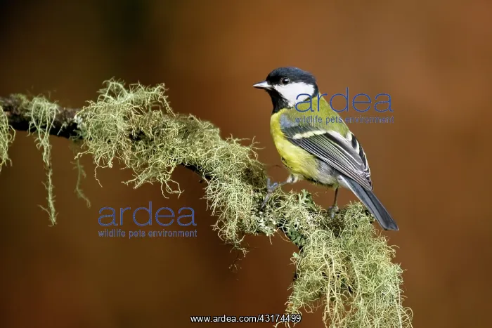 : Great Tit (Parus major) on lichen-covered branch : Great Tit (Parus major) on lichen-covered branch