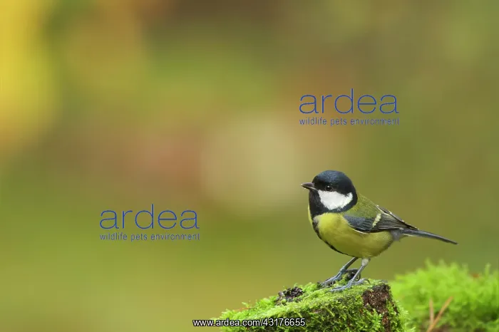 : Great Tit (Parus major) standing on a stump with moss in coler background : Great Tit (Parus major) standing on a stump with moss in coler background