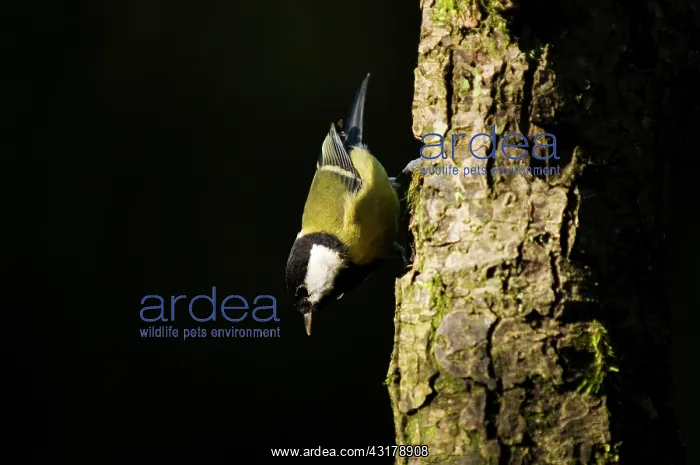 : Great Tit (Parus major) hanging on tree : Great Tit (Parus major) hanging on tree