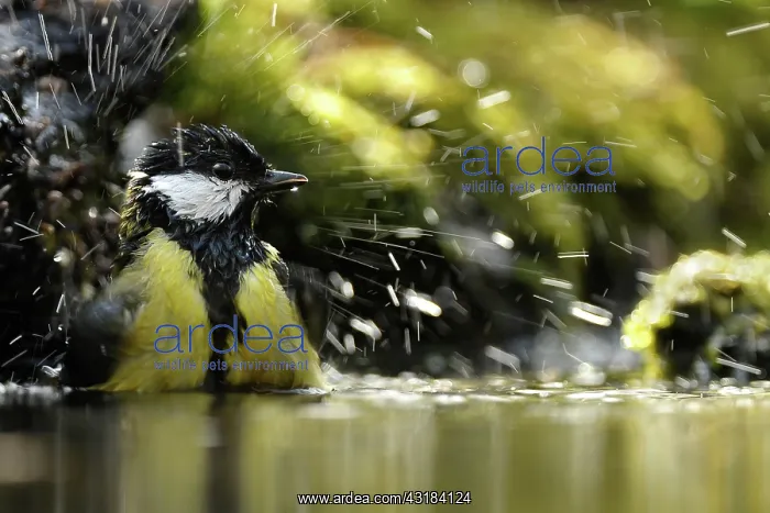  : Great Tit (Parus Major) bathing