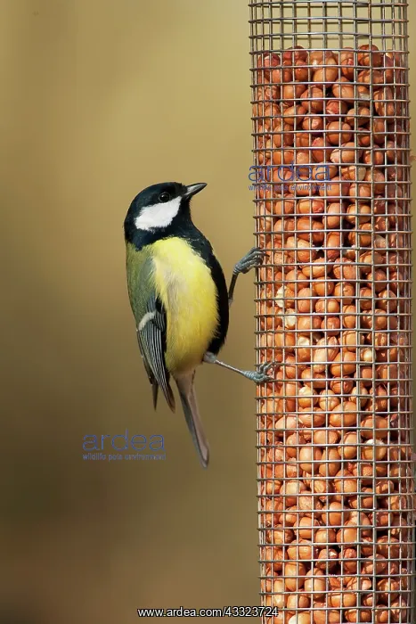 : Great Tit (Parus major) foraging on birdfeeder, The Netherlands, Gelderland, Garderen : Great Tit (Parus major) foraging on birdfeeder, The Netherlands, Gelderland, Garderen