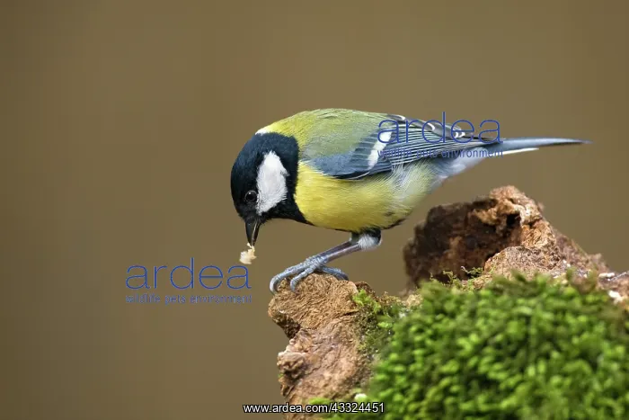 : Great Tit (Parus major) foraging on tree stump, The Netherlands, Gelderland, Veluwe : Great Tit (Parus major) foraging on tree stump, The Netherlands, Gelderland, Veluwe