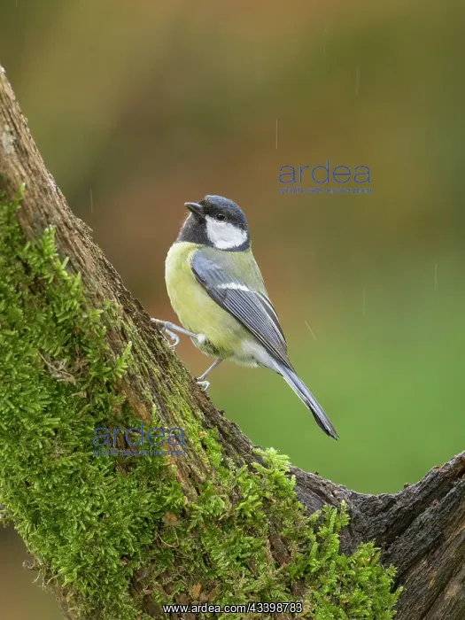 : Great tit : Great tit