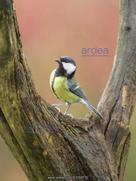 : Great tit : Great tit