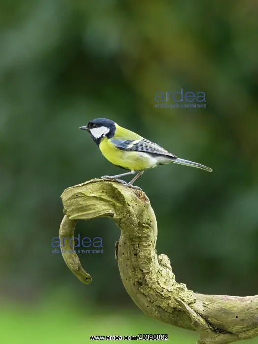 : Great tit : Great tit