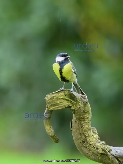 : Great tit : Great tit