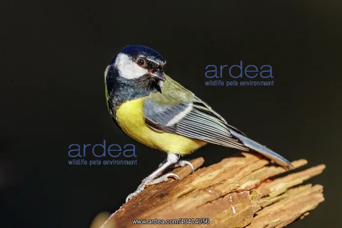 : GREAT TIT. France, Bretagne, Ille et Vilaine, Msange charbonniSre : GREAT TIT. France, Bretagne, Ille et Vilaine, Msange charbonniSre