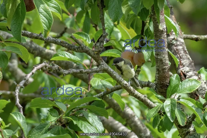 : GREAT TIT. France, Département de l'Oise (60) : GREAT TIT. France, Département de l'Oise (60)