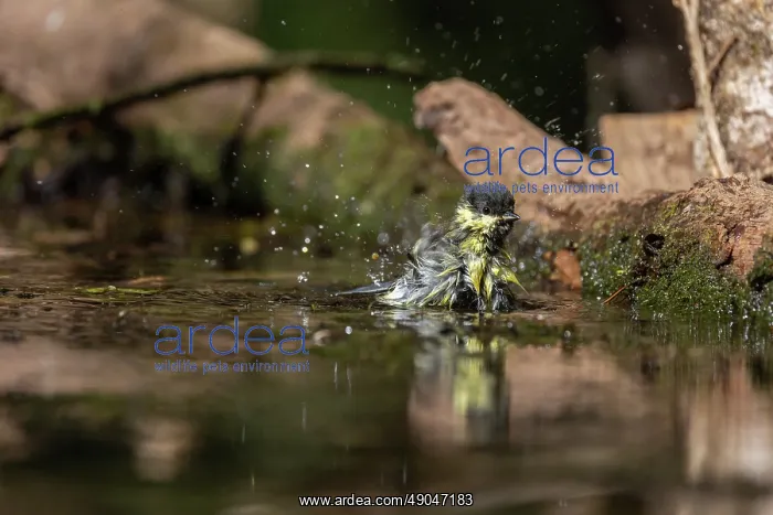 : GREAT TIT. France, Bretagne, Ille et Vilaine, Mésange charbonnière : GREAT TIT. France, Bretagne, Ille et Vilaine, Mésange charbonnière