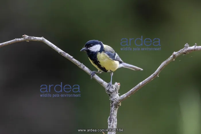 : GREAT TIT. France, Aude, Mésange charbonnière : GREAT TIT. France, Aude, Mésange charbonnière