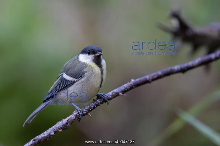 : GREAT TIT. France, Aude, Mésange charbonnière : GREAT TIT. France, Aude, Mésange charbonnière