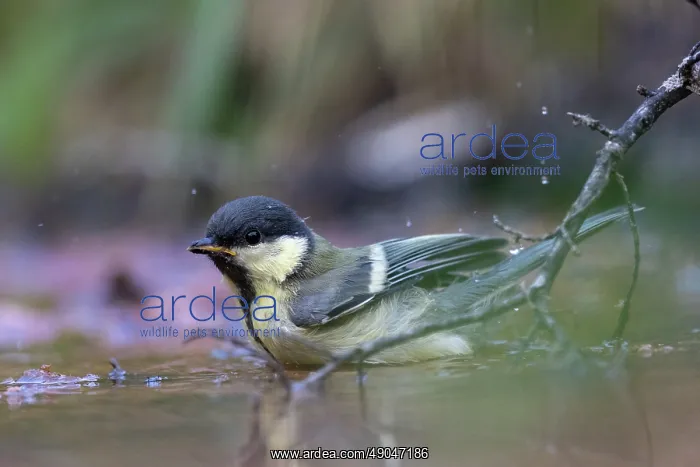 : GREAT TIT. France, Aude, Mésange charbonnière : GREAT TIT. France, Aude, Mésange charbonnière