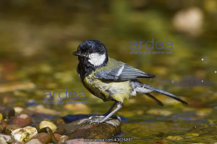  : Great Tit - adult bird bathing - Germany