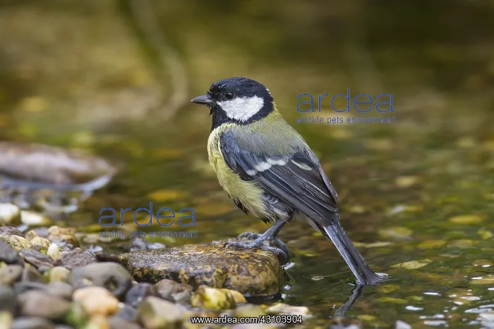  : Great Tit - adult bird bathing - Germany