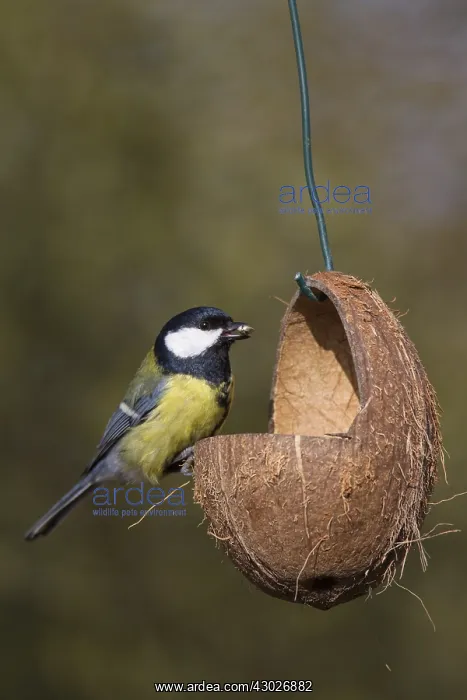 : Great Tit - adult bird at a feeding place in winter - Sweden : Great Tit - adult bird at a feeding place in winter - Sweden