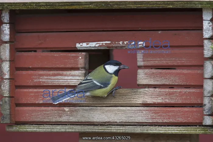  : Great Tit - adult bird at a feeding place in winter - Sweden
