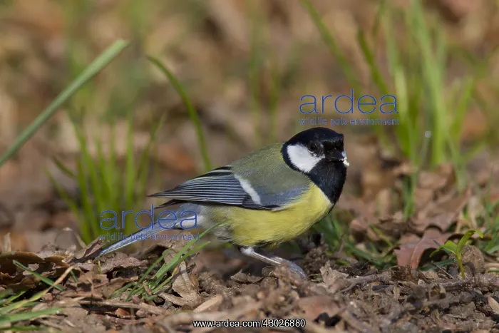  : Great Tit - adult bird - Germany