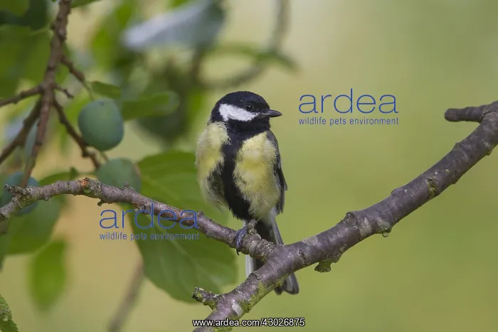 : Great Tit - adult bird perched on a twig - Germany : Great Tit - adult bird perched on a twig - Germany