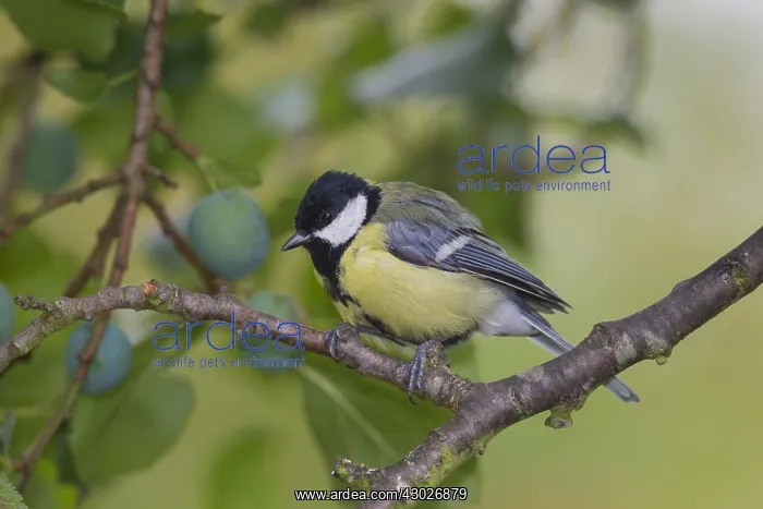 : Great Tit - adult bird perched on a twig - Germany : Great Tit - adult bird perched on a twig - Germany