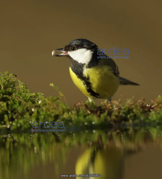 : Great Tit - adult female perched on moss with seed : Great Tit - adult female perched on moss with seed