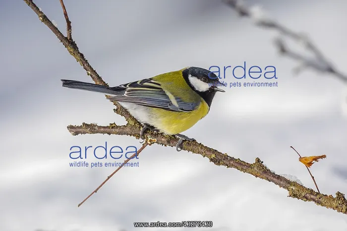 : Great Tit - adult great tit sitting on a twig in : Great Tit - adult great tit sitting on a twig in