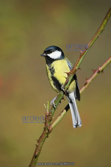 : Great Tit - Adult Male, identified by wide black : Great Tit - Adult Male, identified by wide black