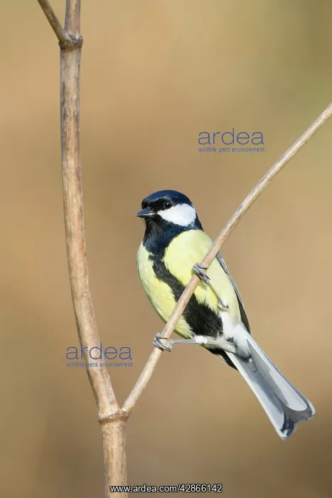 : Great Tit - Adult Male, identified by wide black : Great Tit - Adult Male, identified by wide black
