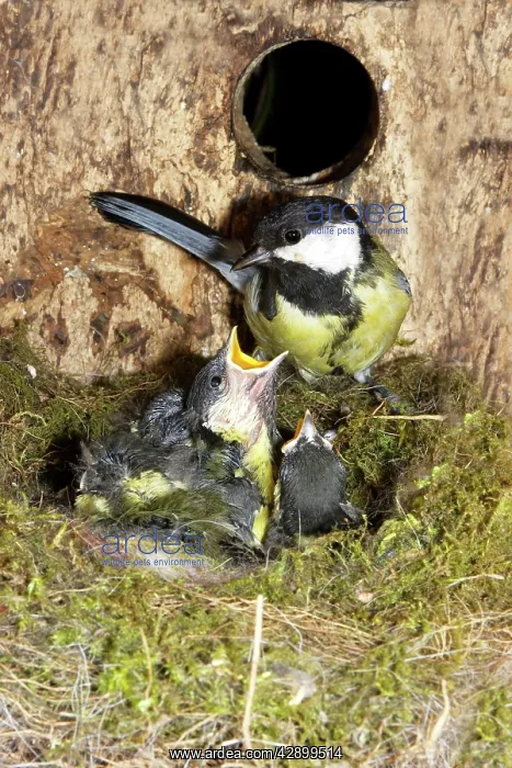  : Great Tit - adult at nest box with 13 day old chicks