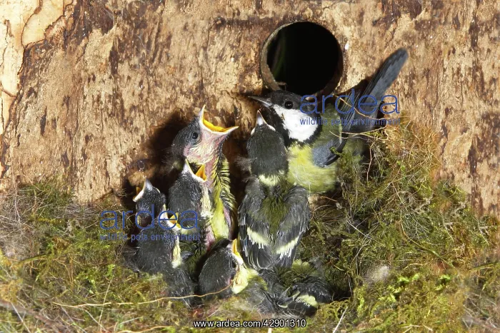 : Great Tit - adult at nest box with 13 day old chicks : Great Tit - adult at nest box with 13 day old chicks
