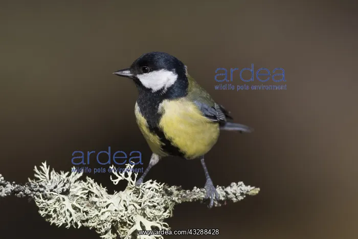 : Great Tit - adult tit perched on branch - Scotland : Great Tit - adult tit perched on branch - Scotland