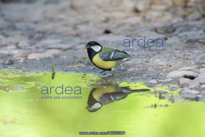 : Great Tit - adult tit standing in water - Germany : Great Tit - adult tit standing in water - Germany