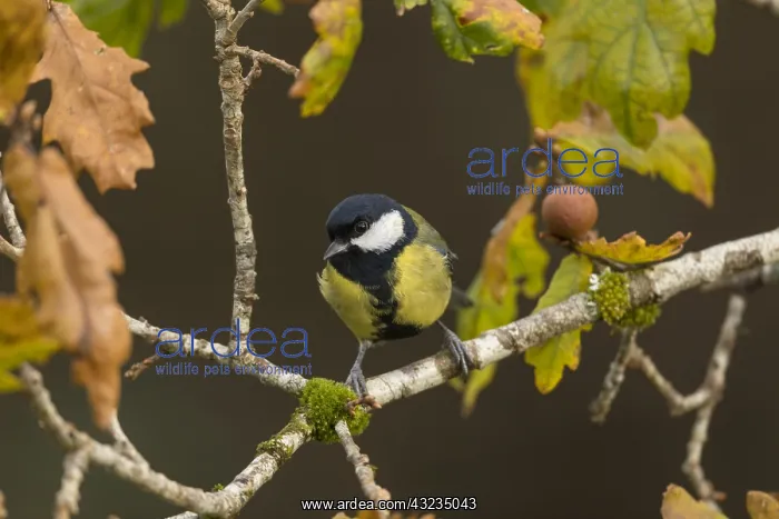 : Great Tit - Autumn - Cornwall - UK : Great Tit - Autumn - Cornwall - UK