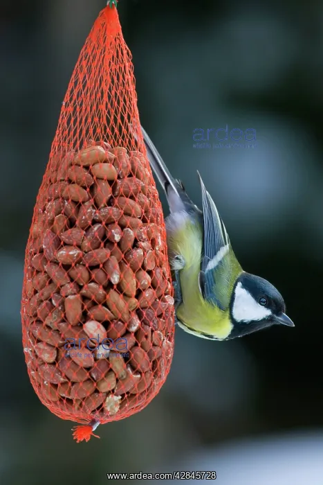 : Great Tit - on bird feeder (bag of nuts) in winter : Great Tit - on bird feeder (bag of nuts) in winter
