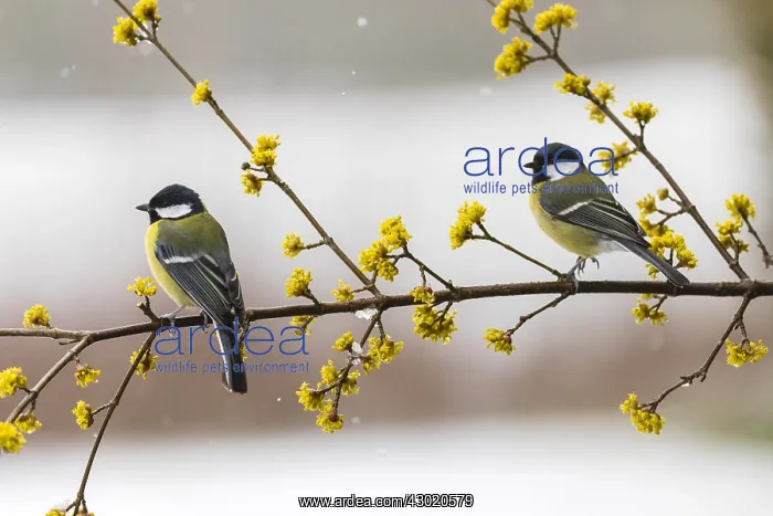 : Great Tit - two birds perched on flowering Cornelian : Great Tit - two birds perched on flowering Cornelian