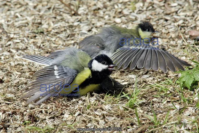 : Great Tit - two birds sunbathing : Great Tit - two birds sunbathing