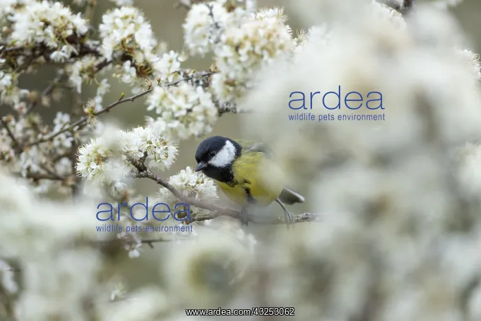 : Great Tit - on Blackthorn Blossom - Cornwall - UK : Great Tit - on Blackthorn Blossom - Cornwall - UK