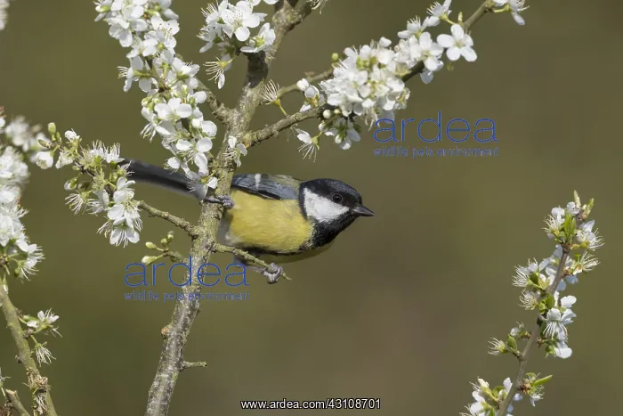  : Great Tit - on Blossom - Cornwall - UK