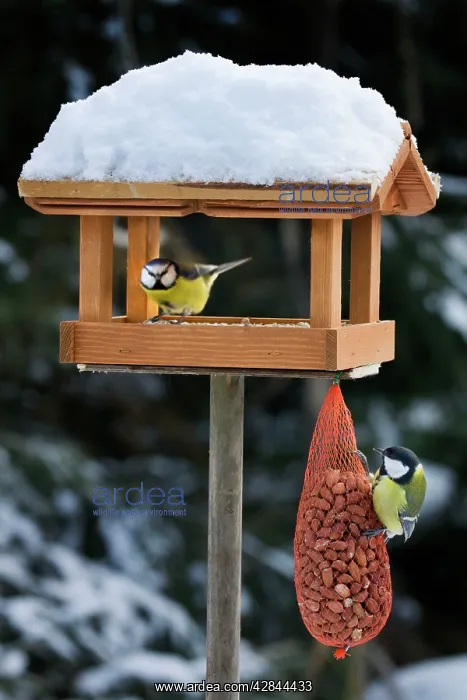 : Great Tit and Blue Tit (Cyanistes caeruleus) at : Great Tit and Blue Tit (Cyanistes caeruleus) at
