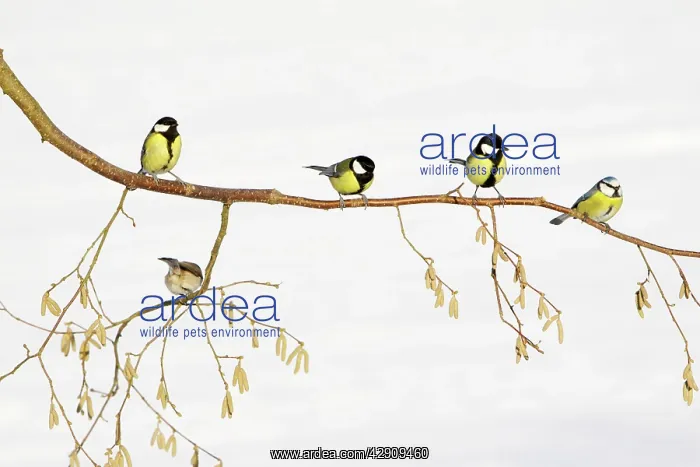 : Great Tit - With Blue Tit (Cyanistes caeruleus) : Great Tit - With Blue Tit (Cyanistes caeruleus)