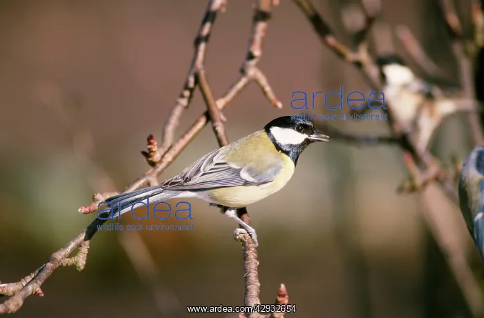 : GREAT TIT ON BRANCH : GREAT TIT ON BRANCH