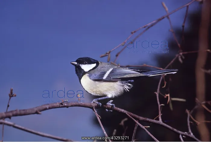 : GREAT TIT - on branch : GREAT TIT - on branch