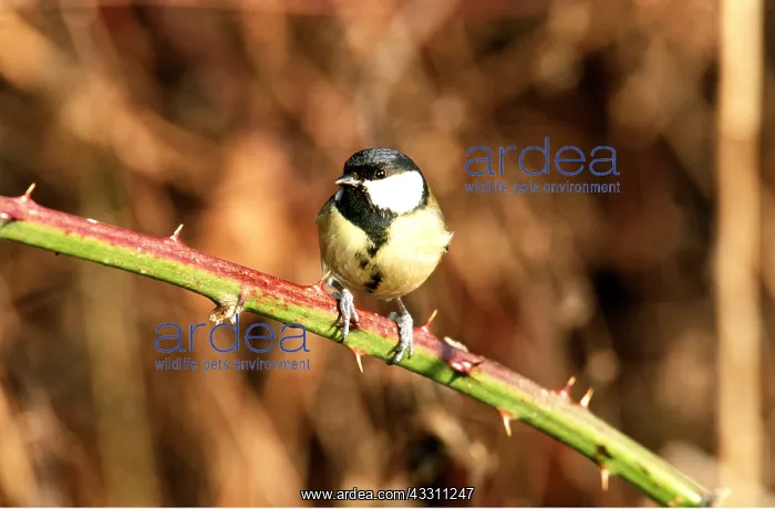 : GREAT TIT - on branch : GREAT TIT - on branch