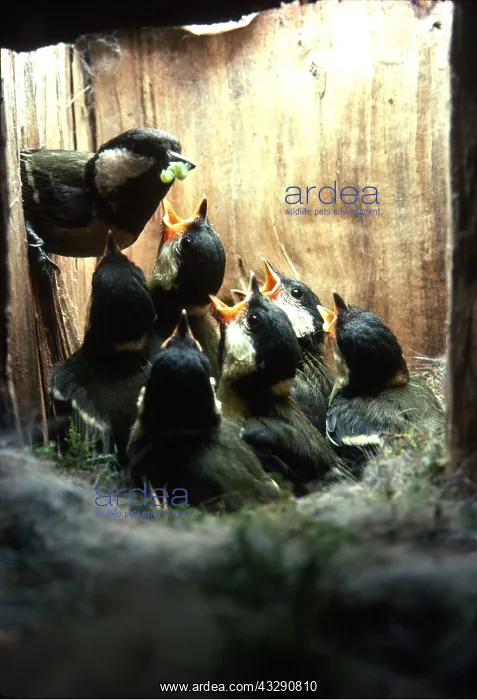 : Great TIT - chicks in nest, begging for food from adult : Great TIT - chicks in nest, begging for food from adult