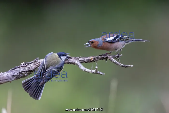 : GREAT TIT AND COMMON CHAFFINCH : GREAT TIT AND COMMON CHAFFINCH
