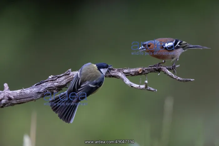 : GREAT TIT AND COMMON CHAFFINCH : GREAT TIT AND COMMON CHAFFINCH