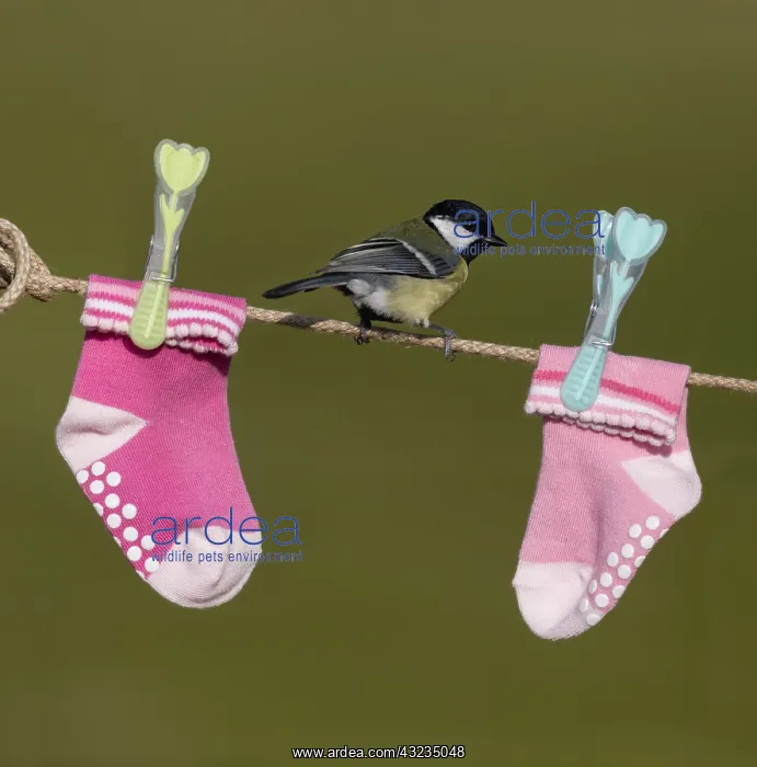 : Great Tit - Cornwall - UK : Great Tit - Cornwall - UK