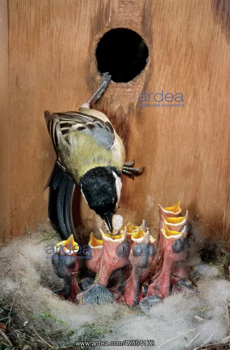 : Great Tit - entering nestbox and feeding begging chicks : Great Tit - entering nestbox and feeding begging chicks