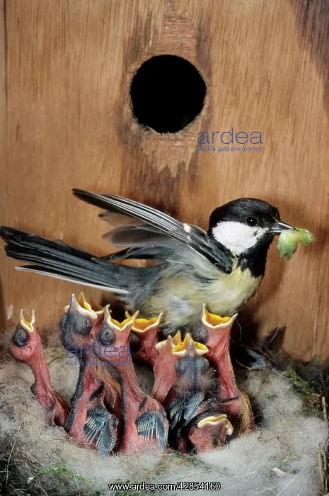 : Great Tit - entering nestbox and feeding caterpillar : Great Tit - entering nestbox and feeding caterpillar
